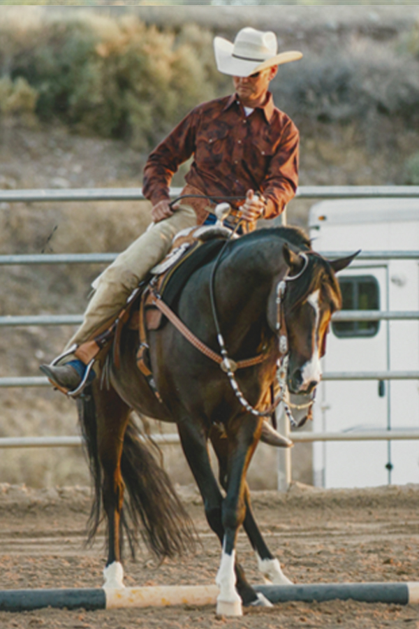 Equine Training