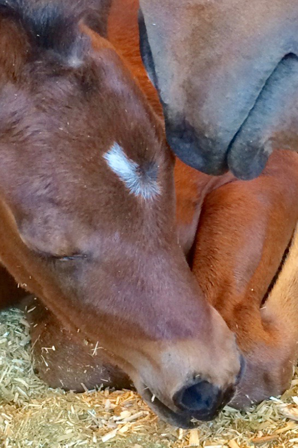 Horse Breeding