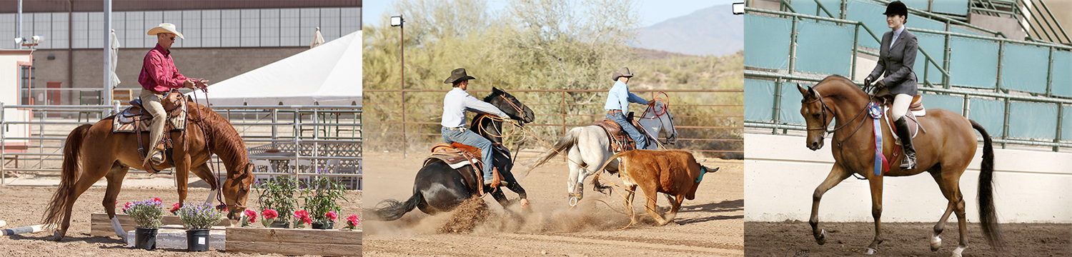 Horse Training Collage